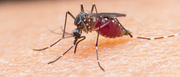 Anti malaria Mosquitoes
