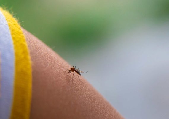 Malaria symptoms and travel clinic advice guide