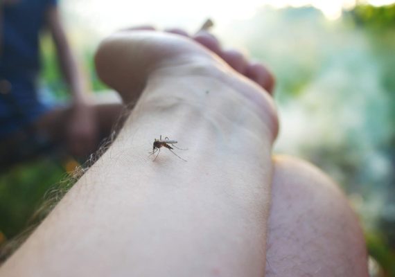 Protect against mosquito and tick infections with Aroga Pharmacy advice