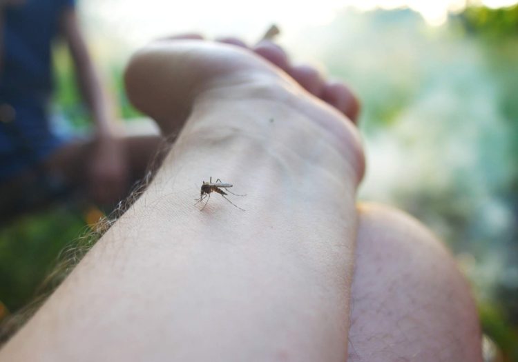 Protect against mosquito and tick infections with Aroga Pharmacy advice
