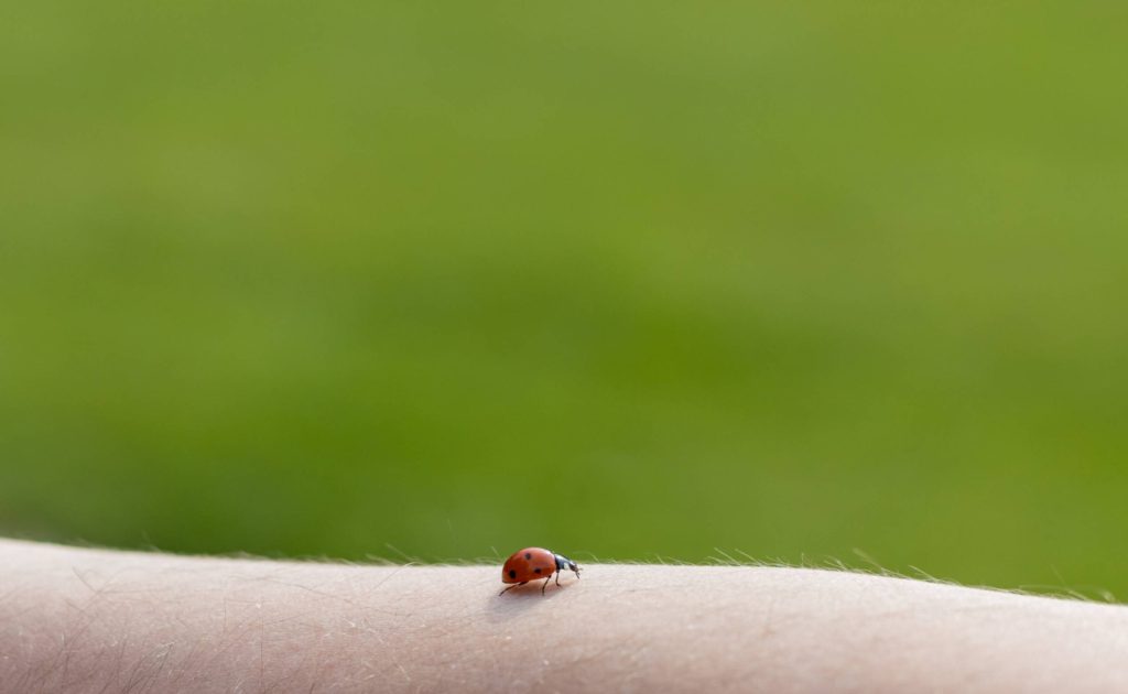 Warning Signs Your Insect Bite Is Infected