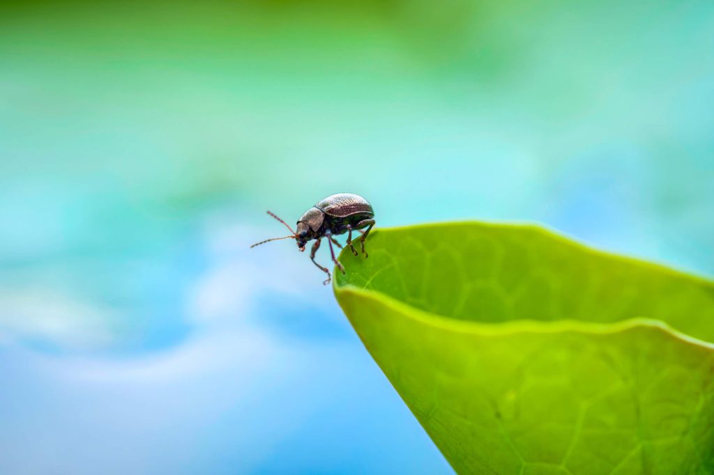 antibiotics for an insect bite