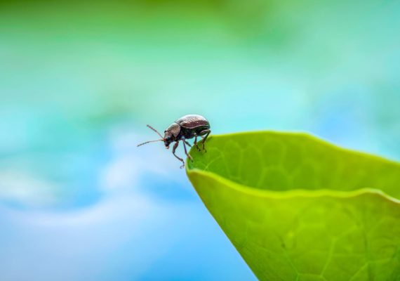 antibiotics for an insect bite