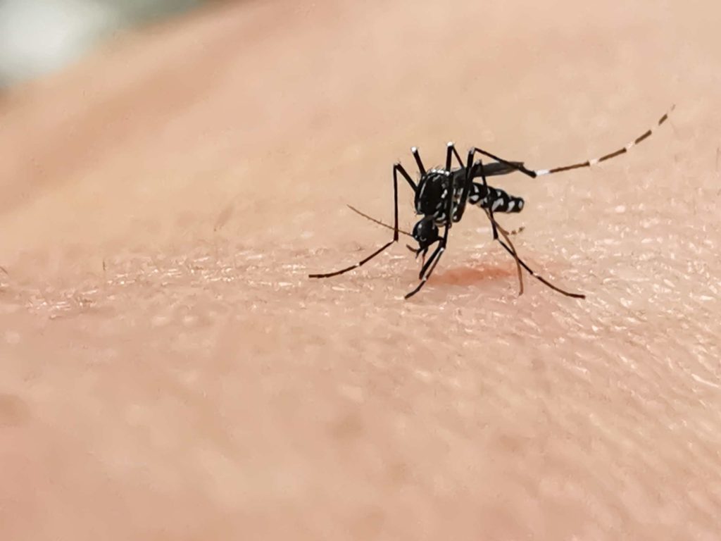 Malaria symptoms